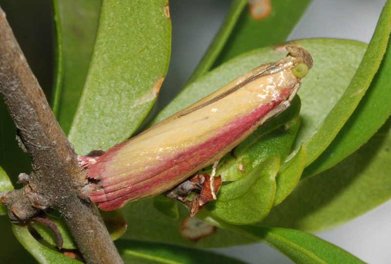Pyralidae
